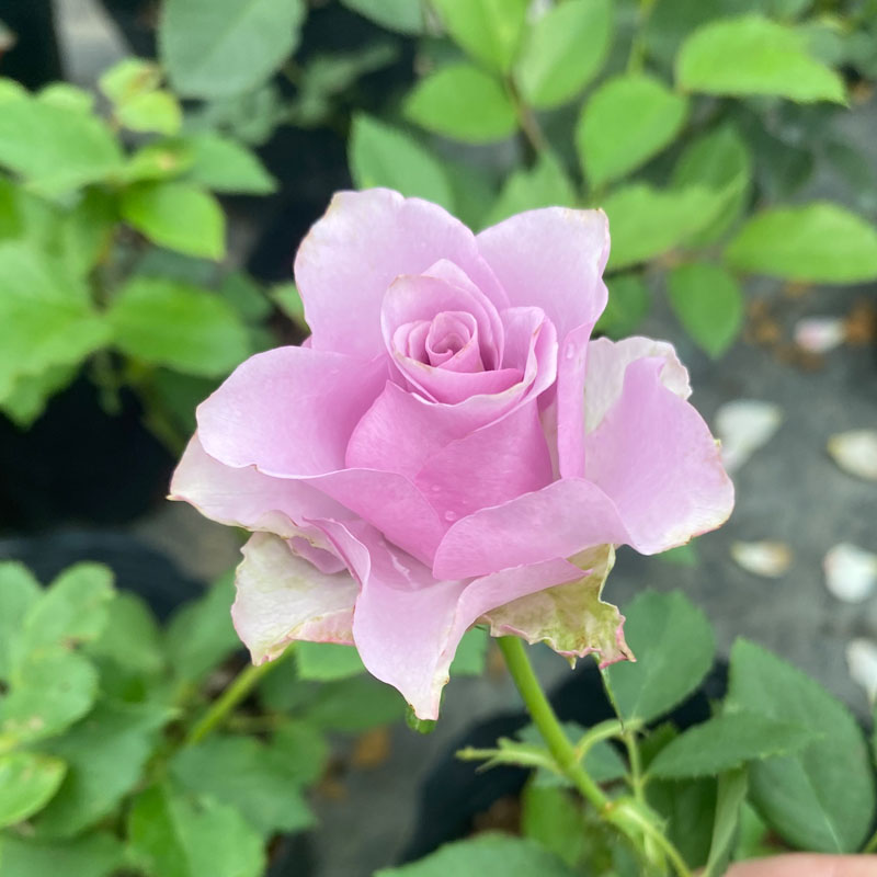 紫霞仙子切花玫瑰大花月季花苗浓香型阳台庭院盆栽植物多季开花