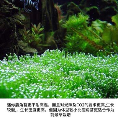 冒泡水草斗鱼专用水草无泥水草鹿角苔H鱼缸里的水草植物活水草莫