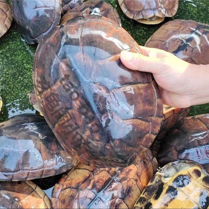 速发食用石金钱大龟食用大乌龟草龟可食用煲汤南石纯种老龟纯正食