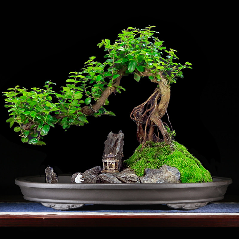 紫砂花盆无孔椭圆型吸水石底座盆上水石假山盆景盆有孔浅花盆,鲜花速递/花卉仿真/绿植园艺,花盆,淘宝优惠券,粉丝福利购,淘宝优惠卷