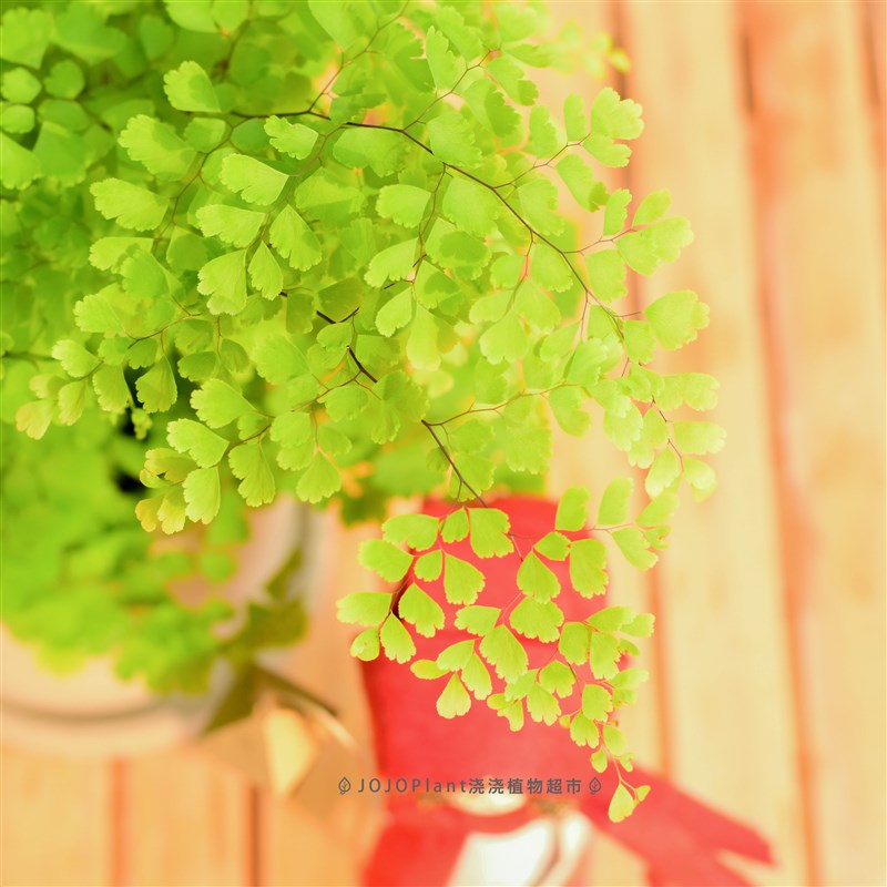 现货铁线蕨夏雪银线蕨北欧u风观叶植物四季常绿耐阴室内盆栽雨林