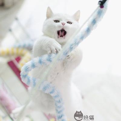 一织猫 1米长鳗鱼逗猫棒 可笑猫玩具长条形带铃铛动物造型逗猫杆