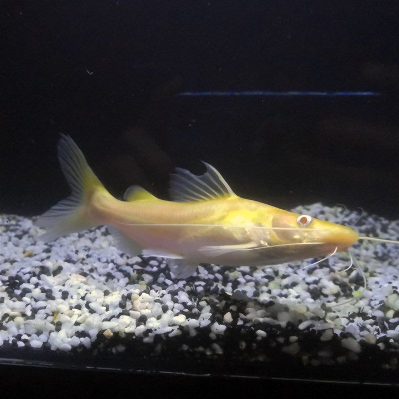 厂家金丝猫鱼活体黄金招财猫金猫大型热带观赏鱼风水招.财鱼淡水