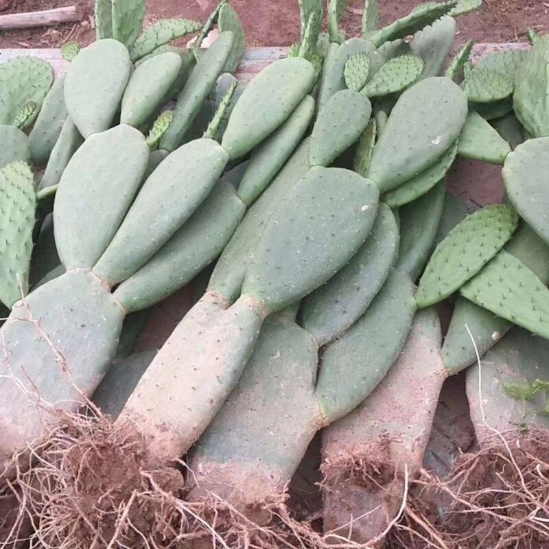 新品米邦塔可食用仙人掌盆栽带根多肉植物室内外大U仙人掌切片药