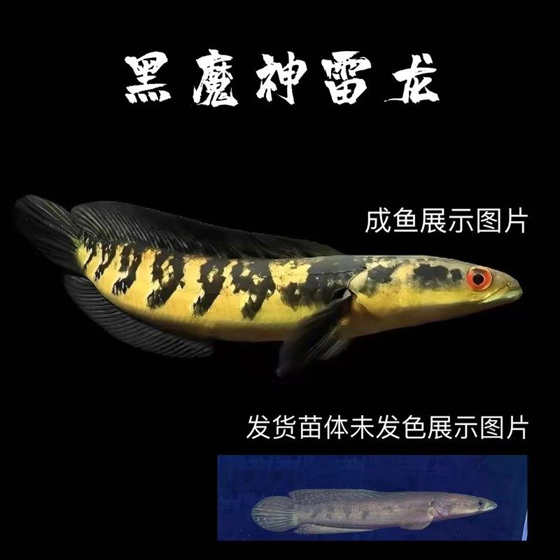 品质进品进口大铅笔鱼黑魔神黄魔神红帝王五彩雷龙鳢大型鱼雷龙鱼