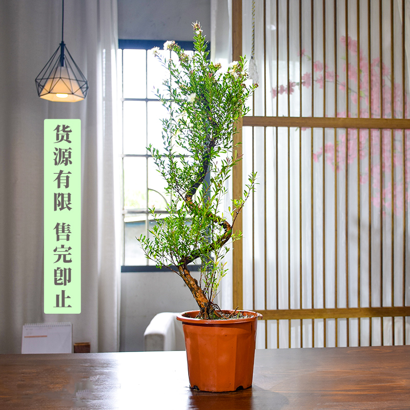 老桩赤楠造型盆景植物客厅小叶赤楠木树苗绿植好养活紫檀大型盆景