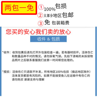 推荐 三湖慈鲷马鲷蓝岩栖非洲王子热带鱼岩栖小型淡水鱼观赏鱼活体