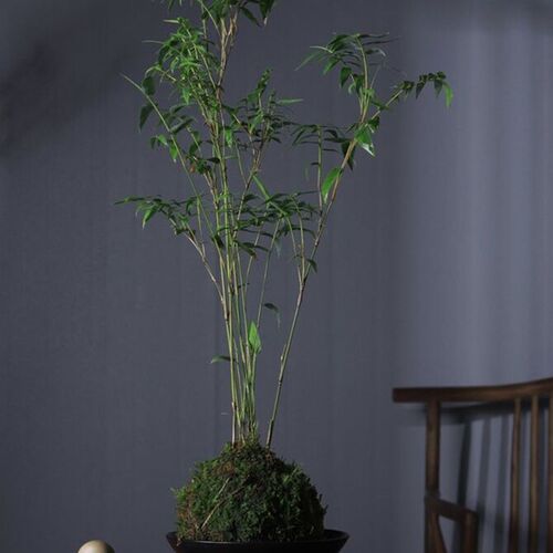 米竹水培带c根苔藓球植物室内微观盆景金明竹红观音竹观赏竹桌摆