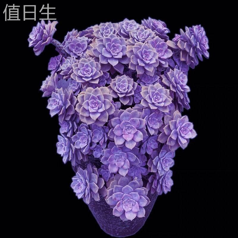 紫乐多肉老桩多头悬崖超特大颗巨型植物盆栽云南易养活多肉小盆栽