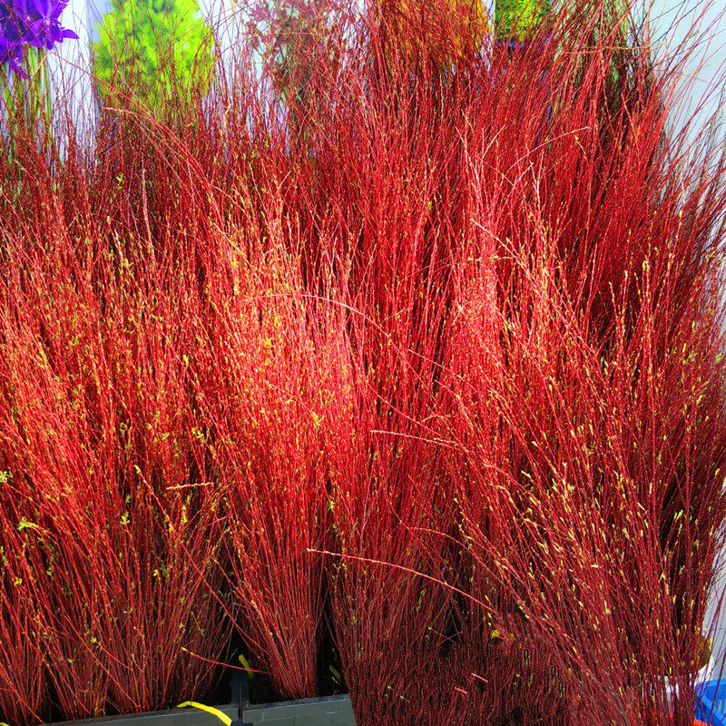 干枝红柳花遇水生根不开花可长叶子年宵花卉插花红色喜庆植物泡水