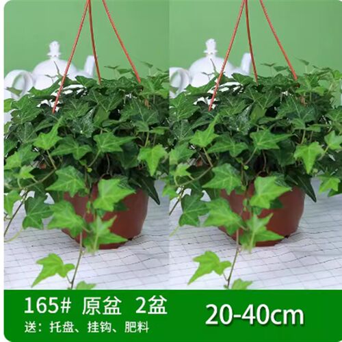 小众高货new ivy potted plants indoor large hanging vinca jin