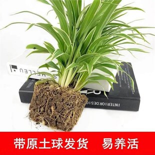 金边吊兰金心吊篮盆栽绿植植物花卉净化空气吸甲醛办公室内