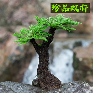 热销中养泡在种在头里的假山植物附石草小叶桩柏树盆景老卷吸水石