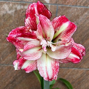 安吉拉朱顶红室内盆栽露天耐热绿植花卉奥朱安吉拉包邮