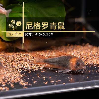 鱼官儿稀有南美热带尼青鼠鱼尼格罗青鼠底层鱼清洁鱼工具鱼观赏鱼