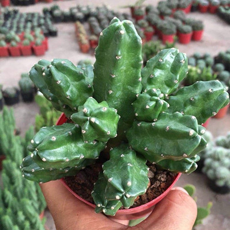 无刺仙人柱 多肉植物 桃太郎群生  鹿角柱属会开花仙人球花卉盆栽