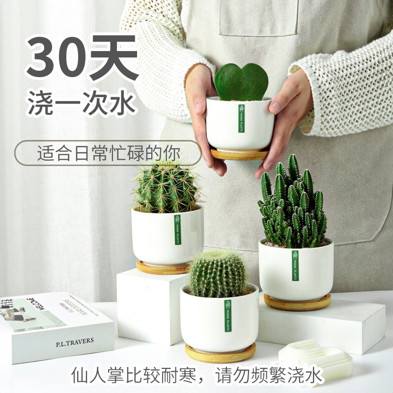 仙人掌仙人球室内盆栽多肉植物红太阳万重山办公室桌面绿植防辐射