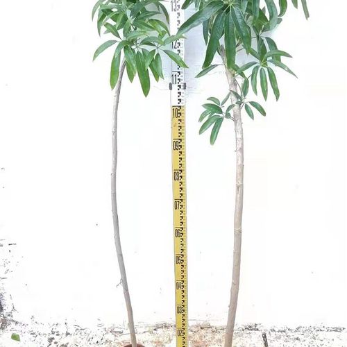 夏威夷鹅掌柴老桩细叶伞柳叶鸭脚木耐阴常绿植物大型植物观叶室内