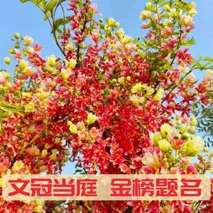 文冠花树苗状元花大棵绿植室内外盆栽耐寒耐热庭院四季好