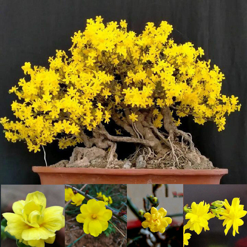 迎春花盆景c老桩提根三台迎春福禄金珠迎春花牡丹迎春微型矮霸迎