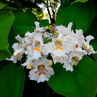 梓树天然氧吧梓楸树桑梓紫树耐寒树苗防风庭院净化空气吸甲醛花园
