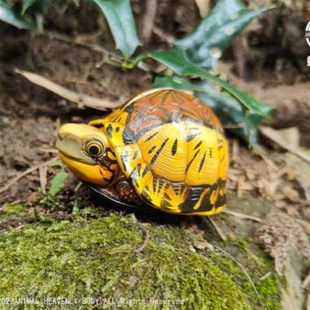 闭壳龟三线心宽体胖黄喉安缘黄额百色金头锯缘19星球黄缘弹动物