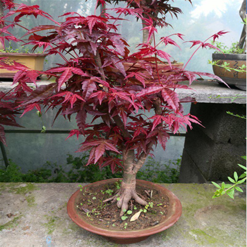日本红枫盆栽红枫盆景树桩室内盆栽盆景花卉植物绿化苗木净化空气