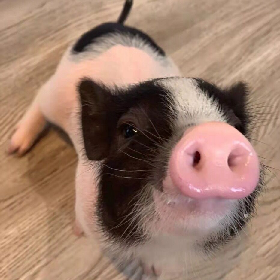 小香猪宠物猪抖音网红可爱泰国纯种迷你吉祥猪高s颜值萌宠幼崽巴