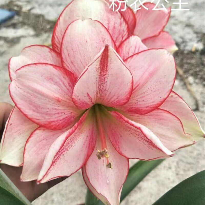 美朱时光  j朱顶红  粉衣公主  重瓣  新品