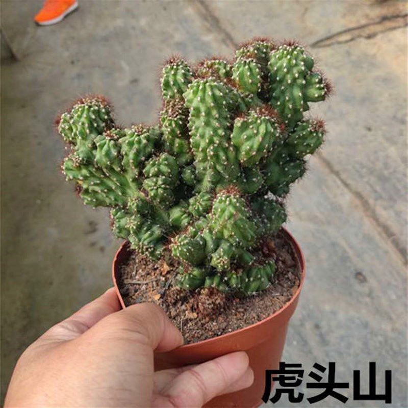 仙人山虎头罗汉山影拳 仙人掌类沙生多肉植物 虎头山影 盆栽花卉