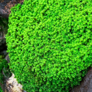 极速鲜活苔藓微景观白发藓短绒青苔植物盆景栽生态瓶diy造景假山