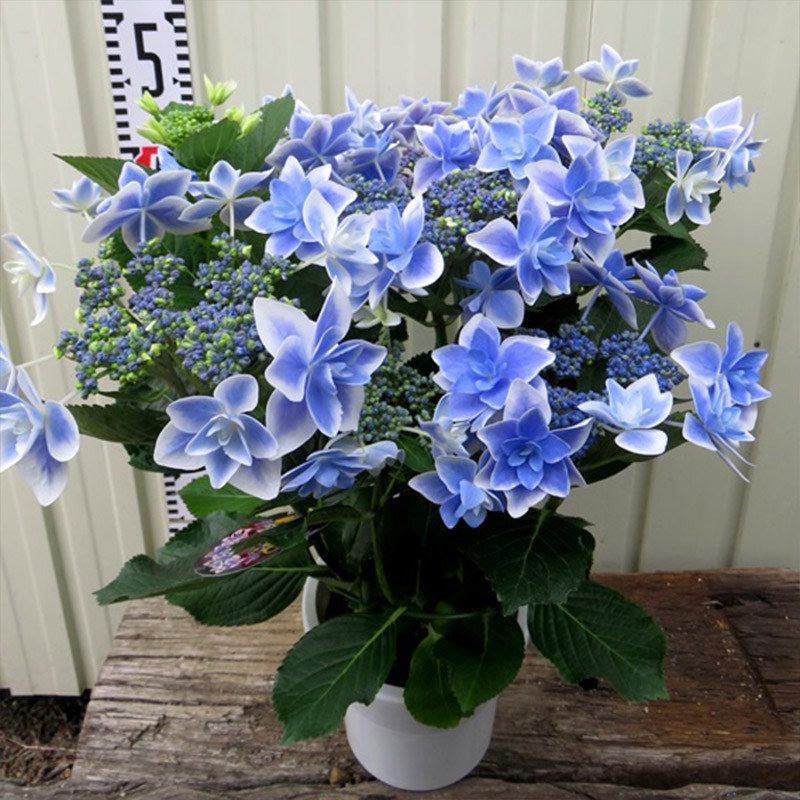 海蒂的花园星星糖大花绣球重瓣花型可调色阳台庭院v花卉植物盆栽