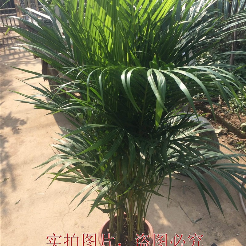 推荐Large Green Plants Potted Hawaiian Bonsai Plants in Indo