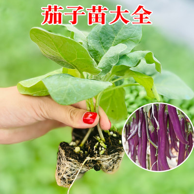 速发茄子苗蔬菜苗秧苗春季紫长茄C青茄子苗白茄子四季辣椒西红柿