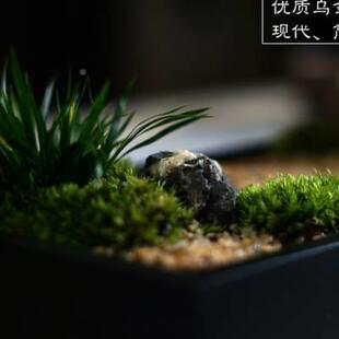 枯山藓水禅意盆景办公茶桌样品 苔日式 新品 销桌文竹菖蒲新中式