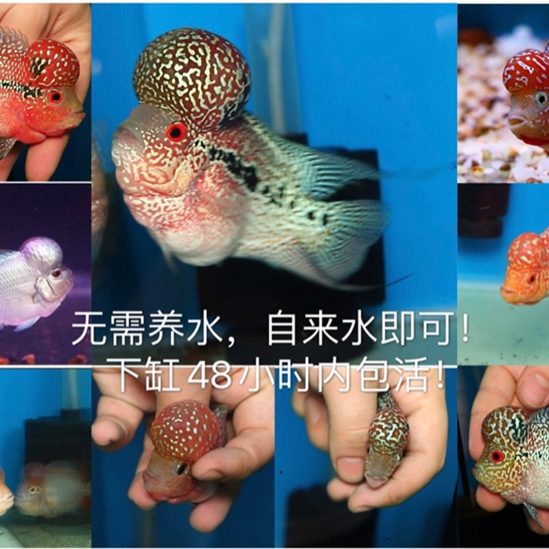 泰国进口爆头罗汉鱼鸿运当头重金属红马骝黄金花亚成起头大苗包邮