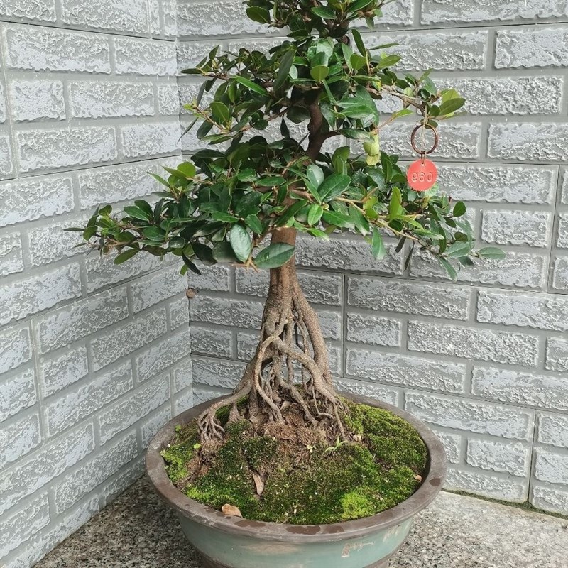 三峡小叶蚊母高提根开红花结青果叶小观赏性高s四季常青阳台庭院