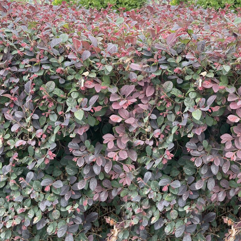 直销新品继木树苗庭院道路绿篱绿化植物红花继木r球工程小苗红花