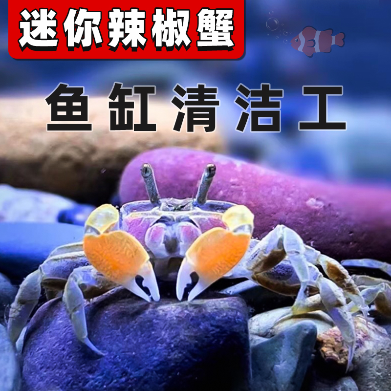 速发迷你蟹辣椒蟹活体宠物螃蟹观赏蟹吃虫除藻淡水蟹鱼缸爬行底栖