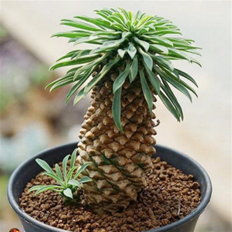 速发铁甲麒麟多肉植物绿植花卉峨眉山白花麒麟组合小w盆栽多肉包