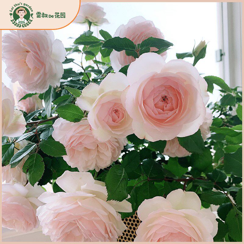 进口德国斯蒂芬妮古城堡灌木月季花苗带盆栽好四季开花阳台庭院楼