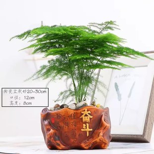 文竹盆栽植物办公室内绿植花卉客厅特大棵文竹苗矮生高端云竹盆景