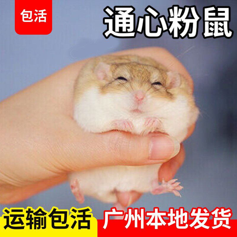 速发通心粉鼠活体幼崽北非肥尾沙鼠拇指宿舍学生宠物鼠仓鼠活物宠