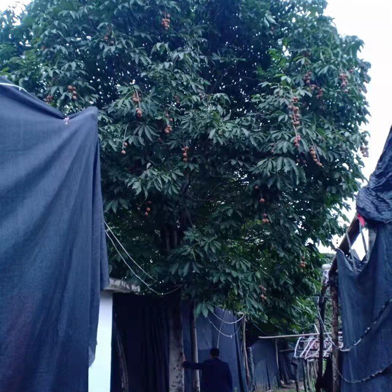 基地供应园林绿化工程苗木落叶乔木行道树5-15公分七叶树大树