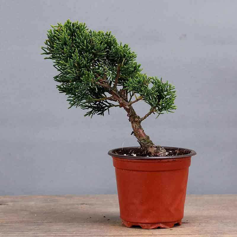 济州真柏微型小品盆景盆栽松柏盆景办公室盆栽绿t植摆件一物一拍