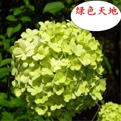 木本绣球树苗中华木绣球正宗大花斗球室I内外庭院盆栽地栽耐寒花