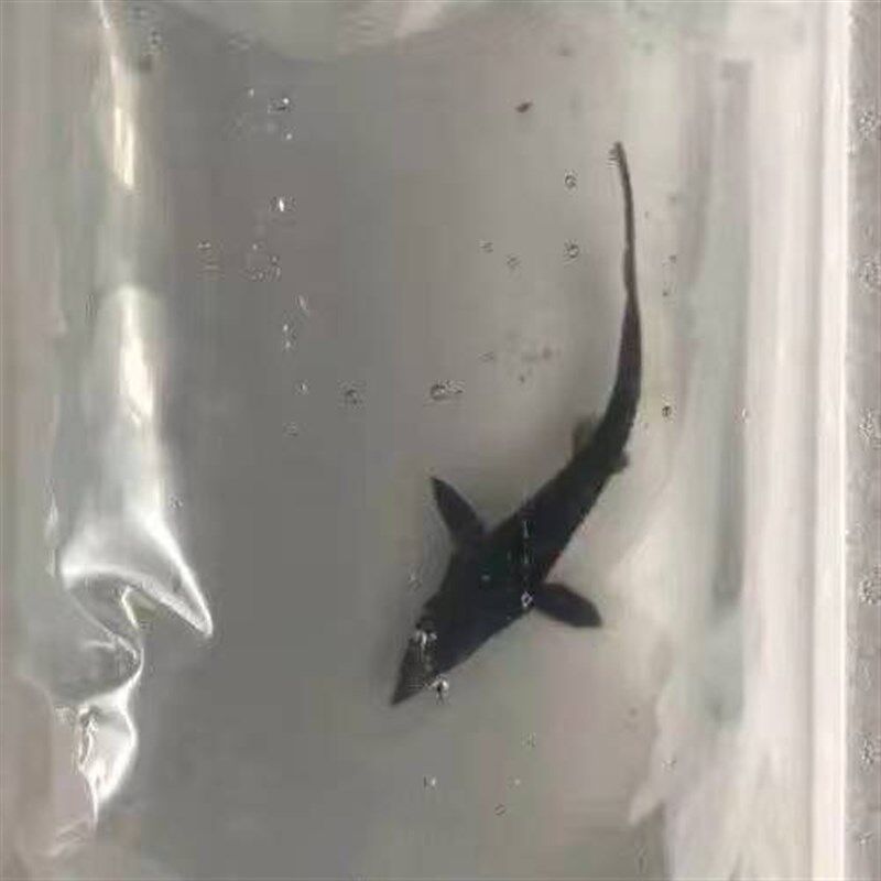 鲟鱼新款其他观赏鱼鲟龙鱼鲜活体清道夫鱼缸鱼苗冷锦y鲤鱼淡水鱼