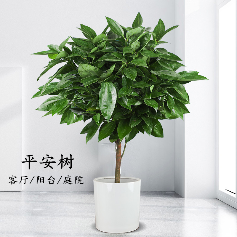平安树大型盆栽花卉客厅绿植室内盆景办公室植物室内绿植盆栽