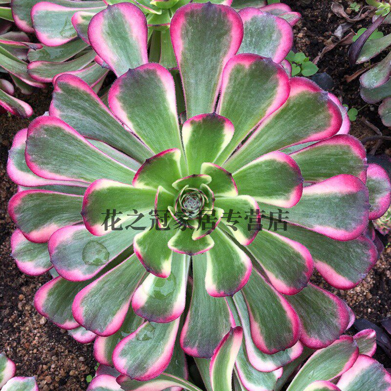 墨娅老桩盆栽法师覆轮锦多肉植物黑金刚法师锦绿植盆栽