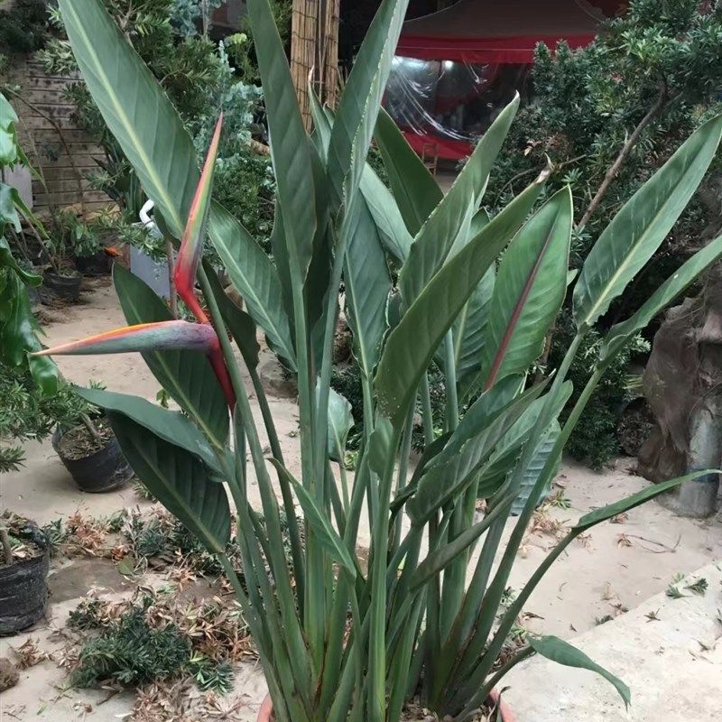 开红花天堂鸟客厅盆栽带花苞鹤望兰大型客厅绿植室外阳台庭院植物